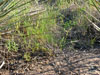 Dudleya variegata