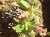 Dudleya pauciflora
