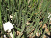 Euphorbia perplexa