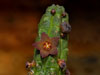 Echidnopsis virchowii