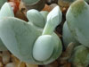 Gibbaeum pubescens