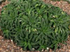 Haworthia parksiana