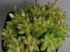 Haworthia reticulata