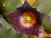Huernia similis