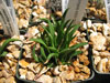 Haworthia variegata