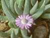 Marlothistella stenophylla