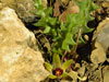 Orbea maculata