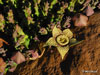 Orbea variegata