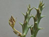 Orbea verrucosa