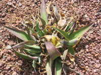 agave frost damage
