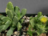 Stomatium suricatinum