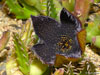 Tridentea gemmiflora
