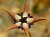 Tromotriche pedunculata