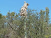 Yucca whipplei