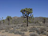 joshua tree cacti