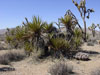 cactus national park