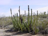 organ pipe national monument cacti