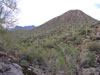 saguaro cactus park
