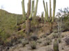 saguaro national cactus park